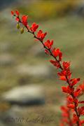 Berberis Thunbergii
